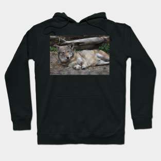 Red Wolf Hoodie